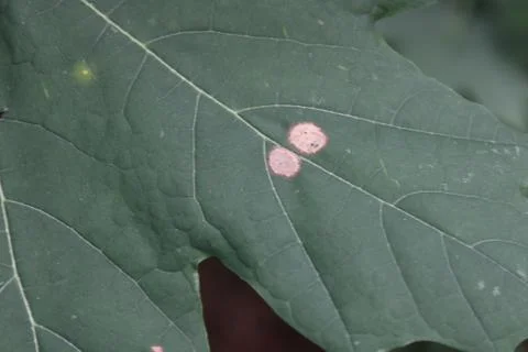 Close up of a leaf Stock Photos