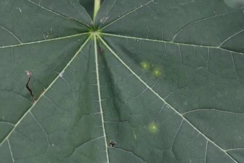 Close Up of a leaf Stock Photos