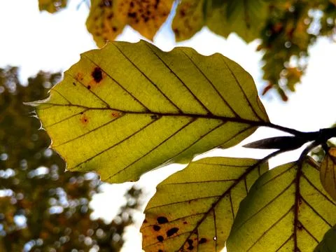 Close up of a leaf Stock Photos