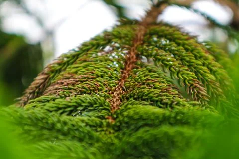 Close up of leaf Stock Photos