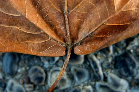Close up of leaf Stock Photos