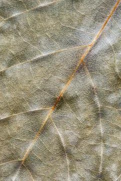 Close-up of the leaf Stock-Fotos