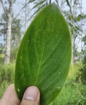 Close-up leaf Stock Photos
