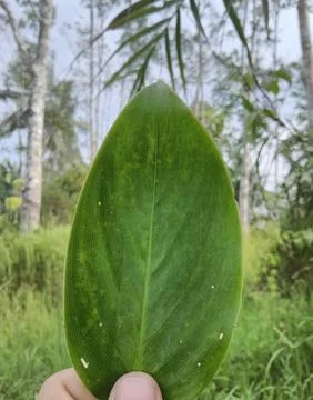 Close-up leaf Stock Photos