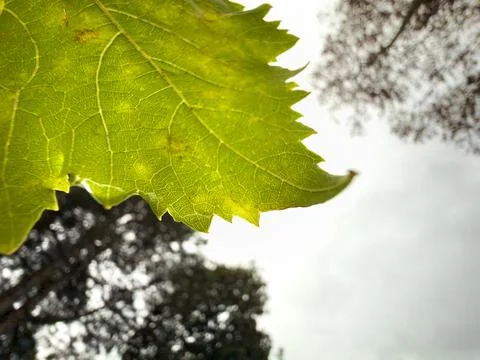 Close-up of a leaf Stock Photos