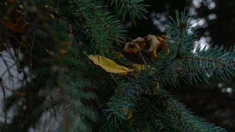 Close-up of a leaf on a pine branch 스톡 사진