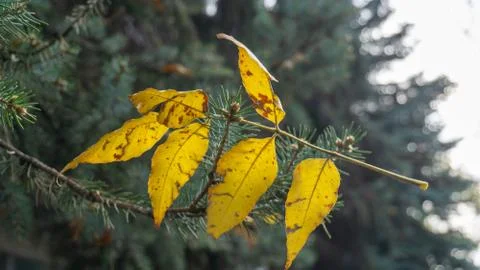 Close-up of a leaf on a pine branch Stock Photos