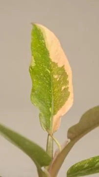 Close-up of a leaf on a plant Stock Photos