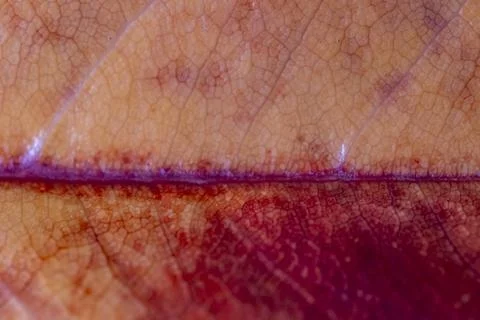 A close up of a leaf with a red line running through it Stock-Fotos