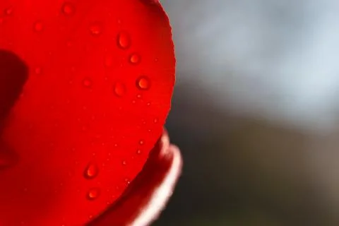 Close-up of a leaf of red tulip in drops of water under the rays of sunlight Stock Photos
