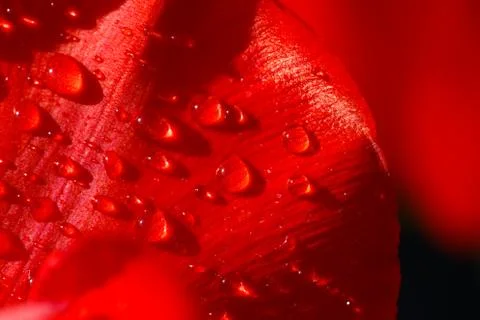 Close-up of a leaf of red tulip in drops of water under the rays of sunlight Stock Photos