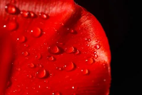 Close-up of a leaf of red tulip in drops of water under the rays of sunlight Stock Photos