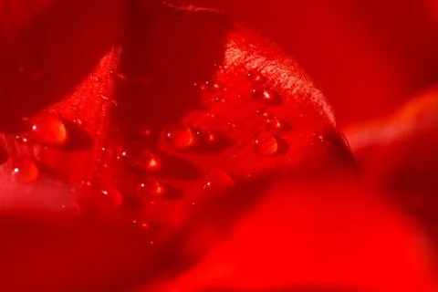 Close-up of a leaf of red tulip in drops of water under the rays of sunlight Stock Photos