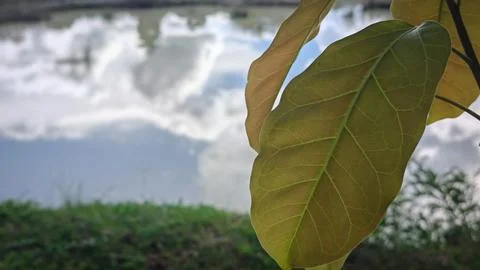 Close-Up of Leaf with Reflection in Tranquil Water Background Stock Photos