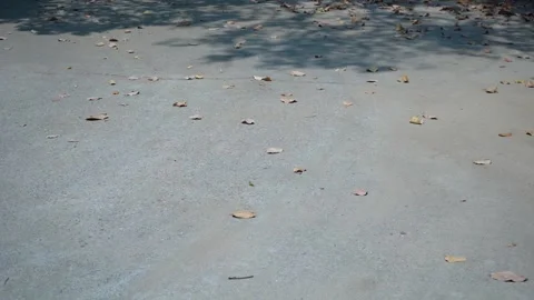 Close-Up of a Leaf on the Road Stock Footage 313565802