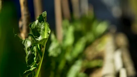Close up of a leaf in a row of green plants with thick leaves in a home garden 스톡 동영상 236879618