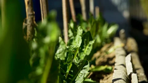 Close up of a leaf in a row of green plants with thick leaves in a home garden 스톡 동영상 236879750