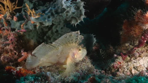 Close up leaf scorpion fish on Raja Ampat coral reef Stock Footage 131071119