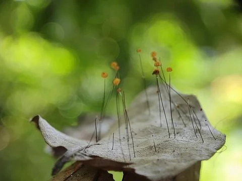 Close-up of a leaf with seed pods. Stock Photos