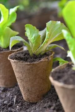 Close on leaf of seedling growing in a peat pot on the soil Stock Photos