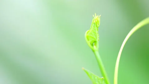 Close-up of leaf shoots by the wind and blurred background Stock Footage 265136626