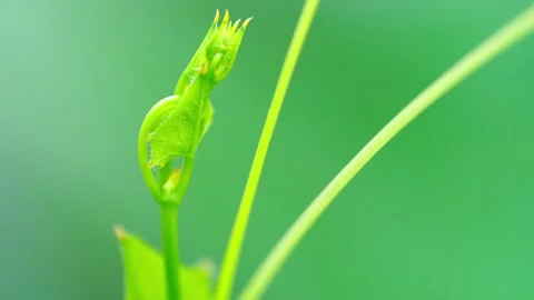 Close-up of leaf shoots by the wind and blurred background Stock Footage 265137191