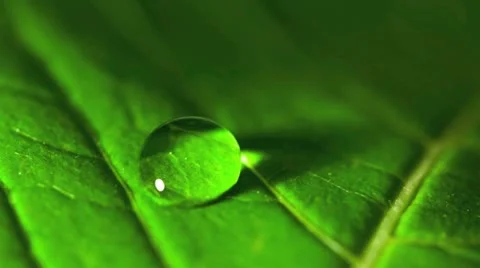 Close up of a leaf showing veins and single water droplet Stock Footage 20544947
