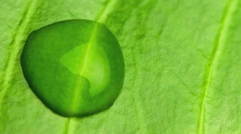 Close up of a leaf showing veins and single water droplet Stockbeeldmateriaal 21316053