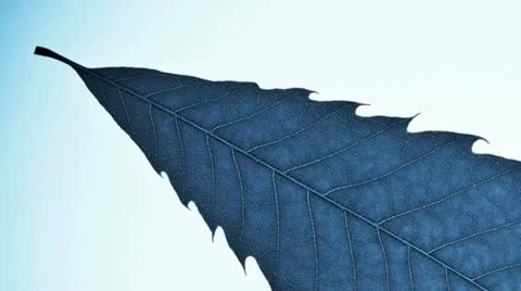 Close up of a leaf showing veins isolated against white Stock Footage 20544931