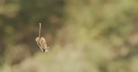 Close-up of a leaf on silky cobweb string 4K footage Stock Footage 168240920
