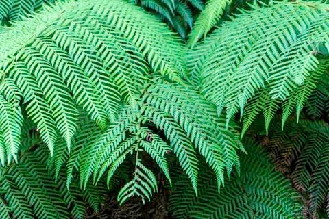 A close up of the leaf of a silver fern tree. Stock Photos