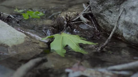 Close up of a leaf in a small stream.mp4 Video stock 62294345