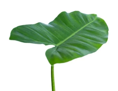 Close up of leaf stem of Philodendron Stock Photos
