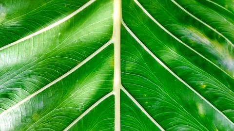 Close up of leaf structure showing natural patterns Stock Photos