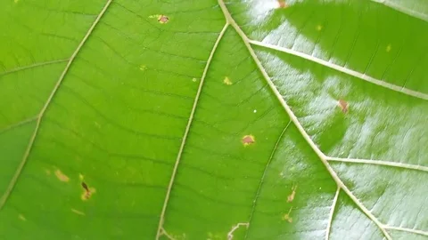 Close up leaf structure, wind blowing Stock Footage 80322188
