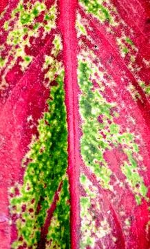 A close up of the leaf surface of an Aglaonema Stock Photos