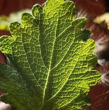 Close-up of leaf texture with backlight Stock Photos