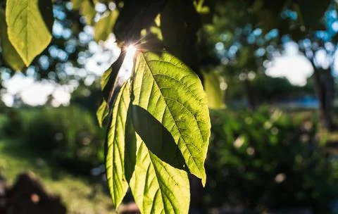 Close Up of Leaf Texture leaf texture detail surface sunlight Stock Photos