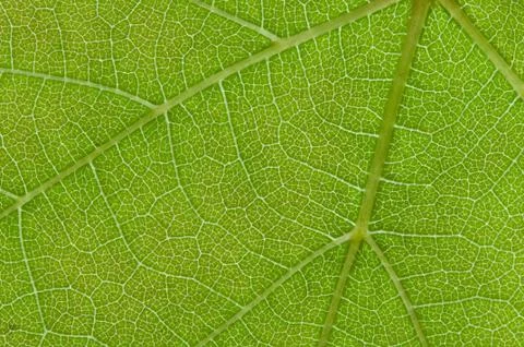Close up leaf texture Stock Photos