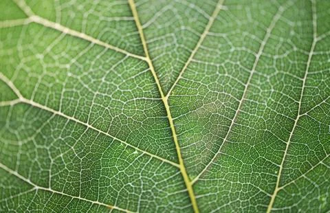 Close-up leaf texture Stock Photos