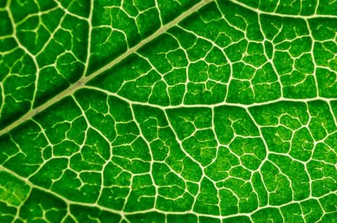 Close up leaf texture Foto stock