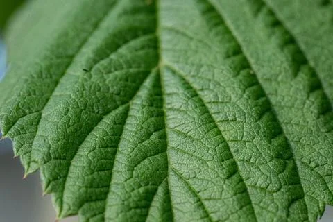 Close up of leaf texture Фото