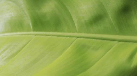 Close up leaf texture showing leaf vein details. green environmental friendly Stock Photos