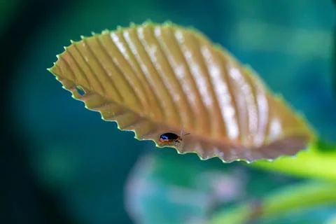 Close-up of a leaf with a tiny insect resting on it Stock Photos