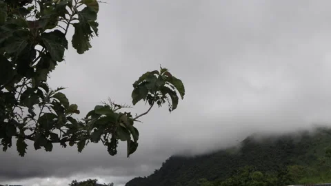 Close up on a leaf of a tree with a background mist and clouds, Stressful Stock Footage 160277760