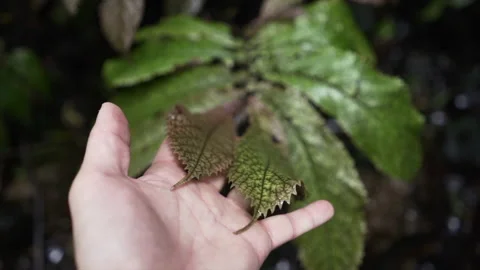 Close up of a leaf from a tree held by a hand on whenuakura island, New Zealand Stock Footage 218256641