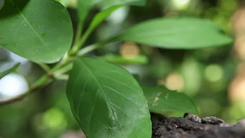 Close up on the leaf of a tree sapling Stock Footage 138145048