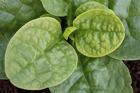 Close-up of leaf vegetables in the vegetable garden . Stock Photos