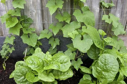 Close-up of leaf vegetables in the vegetable garden with water droplet.. Stock Photos