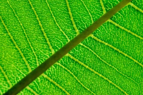 Close up of Leaf Veins Stock Photos